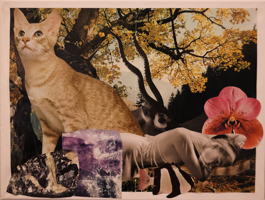 DREAM KITTY 14x11 Collage